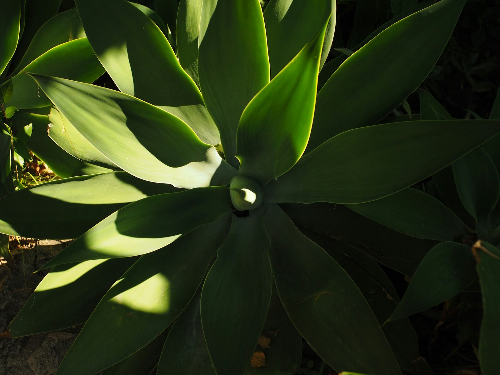 Mature agave with thick leaves catching late-afternoon Arizona sun.