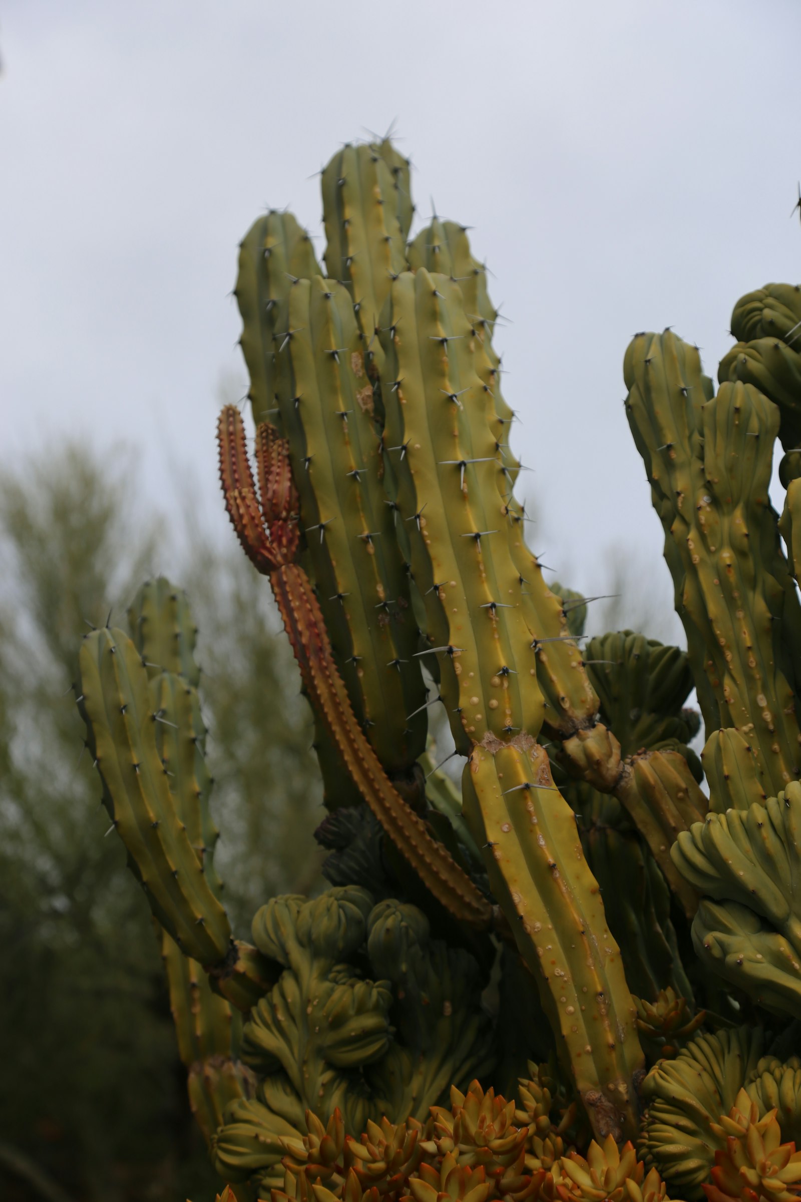 Mixed cactus and native shrubs in a tidy decomposed-granite Arizona desert bed.