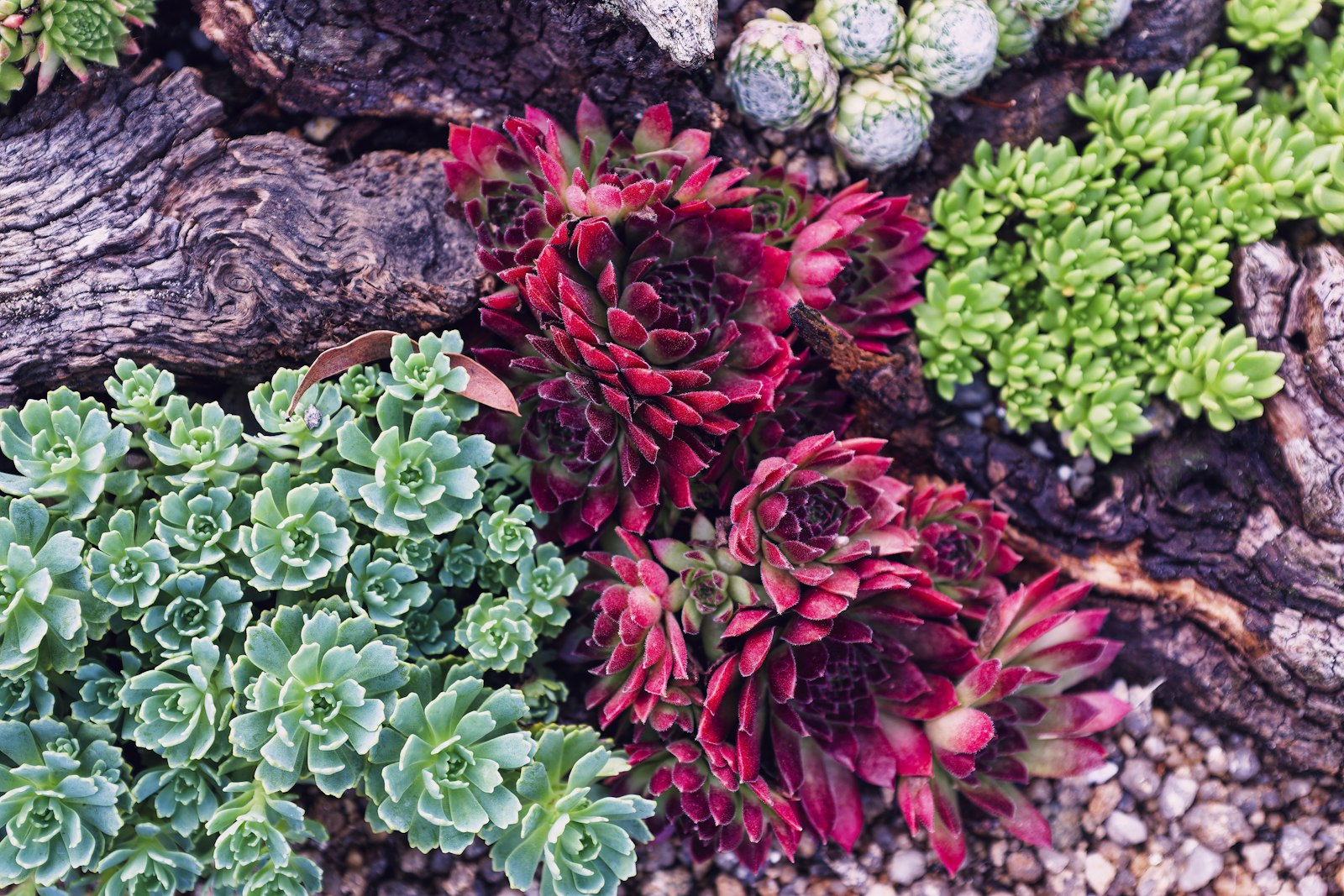 Desert bed with low-water succulents and decomposed-granite ground cover.