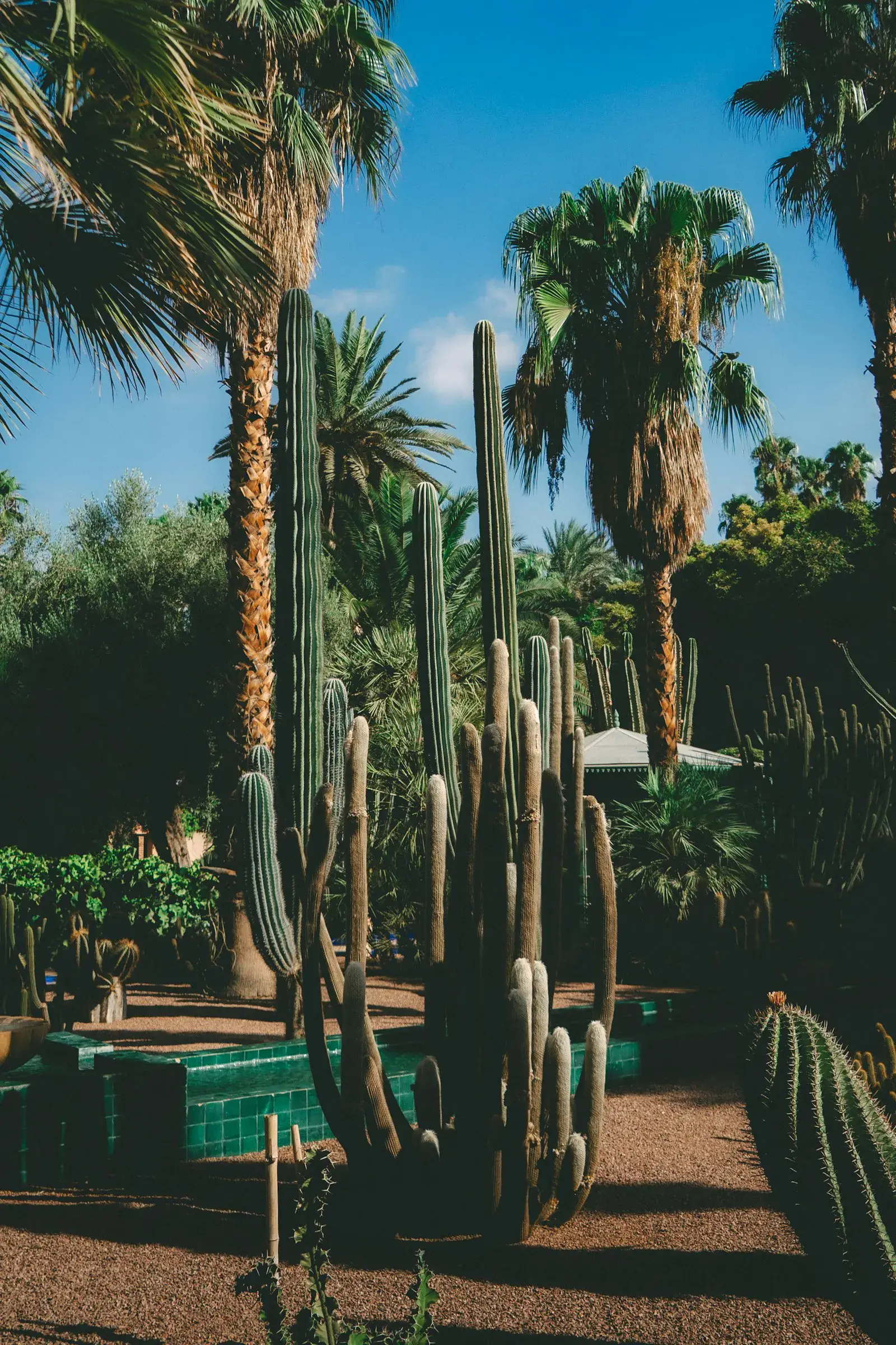 Tall saguaro and palm trees in a low-water xeriscape front yard.